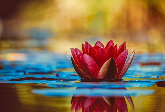 A flower in the lake.