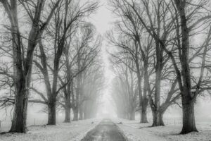 road between lines of trees